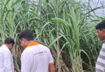 विक्रमजोत में गन्ना फसल और रोगों की स्थिति जांची गई:पाइरिला, तना बेधक और लाल सड़न से बचाव के उपाय किसानों को बताए।