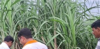 विक्रमजोत में गन्ना फसल और रोगों की स्थिति जांची गई:पाइरिला, तना बेधक और लाल सड़न से बचाव के उपाय किसानों को बताए।