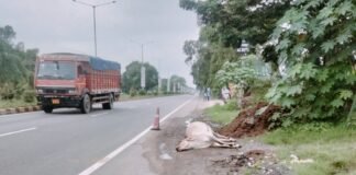 Basti NH-27 Accident | Car Hits Cow Near Shankarpur Village