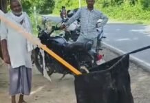 चाय की दुकान से जहरीला फुरसा सांप रेस्क्यू:जरवा में पकड़ा गया, आरक्षित वन क्षेत्र में छोड़ा; 4 दिन पहले सांप काटने से हुई थी मौत