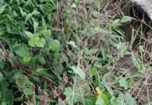 बृजमनगंज के गांवों में मच्छरों का प्रकोप बढ़ा:खुली नालियों में पानी जमा, वायरल फीवर के मरीज बढ़े; दवा का छिड़काव नहीं कराया जा रहा