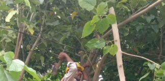 जतौरा में पेड़ की डाल गिरने से बिजली सप्लाई ठप:शुगर मिल फीडर की बिजली सप्लाई पर असर, लाइनमैन सुधारने में लगे