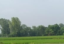 परशुरामपुर में आधी रात कटी सरयू नहर:खेतों में घुसा तेज बहाव का पानी, धान-गन्ने की फसल घिरी; मनोरमा नदी ने बचाया बड़ा नुकसान