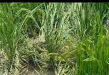 सुजौली में जंगली हाथियों ने फसलें बर्बाद कीं:भैंसाही गांव के बाहर 5 हाथियों के झुंड ने धान-गन्ने को रौंदा, किसानों ने मांगा मुआवजा