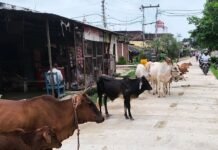 ब्लॉक स्टेशन रोड पर आवारा पशुओं का जमावड़ा:राहगीरों और वाहन चालकों को परेशानी, दुर्घटना का खतरा बढ़ा; प्रशासन से कार्रवाई की मांग