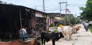 ब्लॉक स्टेशन रोड पर आवारा पशुओं का जमावड़ा:राहगीरों और वाहन चालकों को परेशानी, दुर्घटना का खतरा बढ़ा; प्रशासन से कार्रवाई की मांग