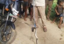 हुकुम सिंह के घर में निकला कोबरा सांप:वन विभाग की टीम ने रेस्क्यू कर जंगल में छोड़ा