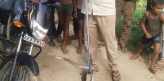 हुकुम सिंह के घर में निकला कोबरा सांप:वन विभाग की टीम ने रेस्क्यू कर जंगल में छोड़ा