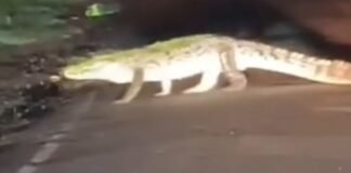 कैलाशपुरी-त्यागी बाबा मंदिर मार्ग पर दिखा विशालकाय मगरमच्छ:रात 9 बजे के बाद रास्ते पर न निकलने की अपील, लोग दहशत में