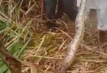 जरवल में गन्ने के खेत में निकला अजगर:पुलिस और वन विभाग की टीम ने कड़ी मशक्कत के बाद पकड़ा, ग्रामीणों ने ली राहत की सांस