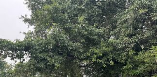 कुईया में धूमधाम से मनाया गया बेरहवा त्योहार:हाजी खिज्र के नाम पर मुस्लिम महिलाओं ने रखा रोजा, पोखरे किनारे की नियाज-फातिहा