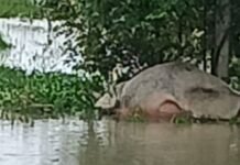 महसी में बिजली विभाग की लापरवाही से सांड मरा:गलकारा अहिरन पुरवा गांव में घटना, पावर हाउस पर फोन न उठाने का आरोप