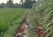 बसहिया जगत में बदहाल रास्तों पर ग्रामीण अपने पैसों से:पंचायत और ब्लॉक अधिकारियों की लापरवाही से कीचड़ भरे रास्तों पर चलना मुश्किल