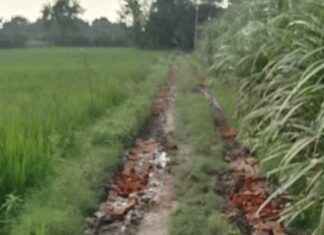बसहिया जगत में बदहाल रास्तों पर ग्रामीण अपने पैसों से:पंचायत और ब्लॉक अधिकारियों की लापरवाही से कीचड़ भरे रास्तों पर चलना मुश्किल