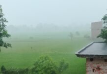 फरेंदा में लगातार बारिश से धान की फसल को फायदा:जून-जुलाई की चिंता दूर हुई, अब अच्छी पैदावार की उम्मीद