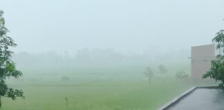 फरेंदा में लगातार बारिश से धान की फसल को फायदा:जून-जुलाई की चिंता दूर हुई, अब अच्छी पैदावार की उम्मीद