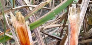 गन्ने की फसल पर लाल सड़न का खतरा:खेतों में बढ़ी किसानों की चिंता, बरसात में नमी और जलभराव बीमारी के लिए अनुकूल