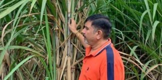 चीनी मिल ने गन्ने की फसल गिरने से बचाने को:नायलान रस्सी की जगह सूखी पत्तियों का करें इस्तेमाल, फसल होगी सुरक्षित