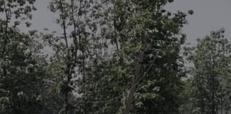 बिजली का खंभा झुका, 11 हजार वोल्ट के तार लटके:बहराइच में हादसे का डर, ग्रामीणों ने DM कार्यालय पर प्रदर्शन की चेतावनी दी
