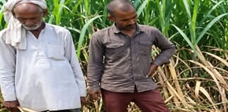 गन्ने के खेत में दिखा विशाल अजगर:ग्रामीणों ने वन विभाग को सूचना दी, टीम ने सुरक्षित पकड़ा