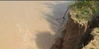 राप्ती नदी के कटान से 500 बीघा खेत नदी में:गन्ना और धान की खड़ी फसल भी चपेट में, किसानों में चिंता