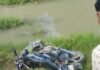 NH-24 किनारे बगीचे में मिला घायल बाइक सवार:सोनौली–गोरखपुर हाईवे पर गुर्चिया गांव के सामने हड़कंप, देर रात हादसे की आशंका