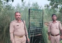 तेंदुआ 3 साल की बच्ची को जबड़े में दबोचकर भागा:ग्रामीणों ने शोर मचाया तो छोड़ा, बच्ची का मेडिकल कॉलेज में इलाज; गांव में पिंजड़ा लगाया