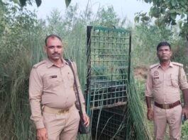तेंदुआ 3 साल की बच्ची को जबड़े में दबोचकर भागा:ग्रामीणों ने शोर मचाया तो छोड़ा, बच्ची का मेडिकल कॉलेज में इलाज; गांव में पिंजड़ा लगाया