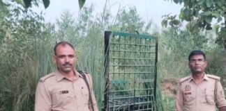तेंदुआ 3 साल की बच्ची को जबड़े में दबोचकर भागा:ग्रामीणों ने शोर मचाया तो छोड़ा, बच्ची का मेडिकल कॉलेज में इलाज; गांव में पिंजड़ा लगाया