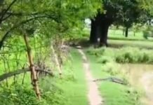 बहराइच में तालाब के बाहर दिखा मगरमच्छ:वेलहन महेशपुर से वैबाही मार्ग पर दहशत, वन विभाग को सूचना दी गई