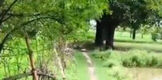 बहराइच में तालाब के बाहर दिखा मगरमच्छ:वेलहन महेशपुर से वैबाही मार्ग पर दहशत, वन विभाग को सूचना दी गई