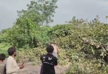 बहराइच में बारिश में सड़क पर धराशायी हुआ बरगद:हाईटेंशन लाइन और बिजली का पोल टूटा; इमामगंज-बहराइच मार्ग 2 घंटे बंद रहा