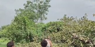 बहराइच में बारिश में सड़क पर धराशायी हुआ बरगद:हाईटेंशन लाइन और बिजली का पोल टूटा; इमामगंज-बहराइच मार्ग 2 घंटे बंद रहा
