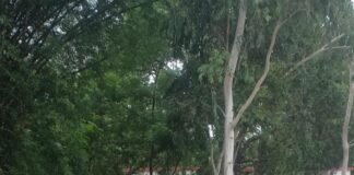 कच्चे रास्ते से प्राइमरी स्कूल जाने में बच्चों को परेशानी:श्रावस्ती के उत्मापुर में बारिश में कीचड़ से भर जाता है रास्ता