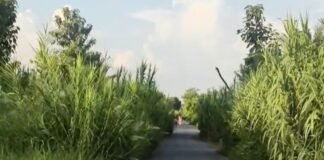 बौलिया राजा माइनर सड़क पर झाड़ियों का कब्जा:सामने से वाहन नहीं दिखते, बढ़ रहा हादसों का खतरा