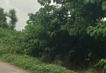 मल्हीपुर-भिनगा मार्ग पर झाड़ियां बनीं हादसों की वजह:सड़क किनारे उगी घास-फूस से राहगीर परेशान, जिम्मेदार बेखबर