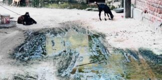 रूपगढ़ ग्राम पंचायत में कूड़ा और जल जमाव से लोग:खुले में फेंका जा रहा कचरा, BDO बोले- जांच कर कार्रवाई करेंगे