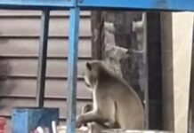 बहराइच में हमलावर लंगूर का चाट की दुकान पर धावा:हमले से दो दर्जन लोग घायल, एक वन कर्मी भी शामिल