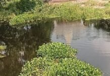 बस्ती में ग्रामीणों ने मनोरमा नदी से हटाई जलकुंभी:50 ग्रामीणों ने 500 मीटर नदी की साफ, 5 किमी तक चलेगा अभियान