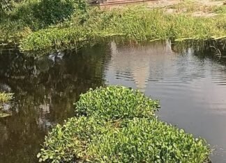 बस्ती में ग्रामीणों ने मनोरमा नदी से हटाई जलकुंभी:50 ग्रामीणों ने 500 मीटर नदी की साफ, 5 किमी तक चलेगा अभियान