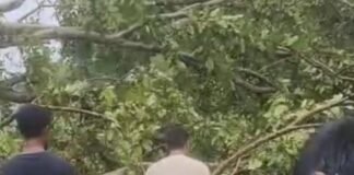 लखनऊ-बहराइच हाईवे पर पेड़ गिरा:झुकिया के पास हाईवे पर लगा लंबा जाम