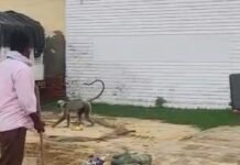 एक महीने से आतंक मचा रहा हमलावर लंगूर पकड़ा गया:सिद्धार्थनगर और महराजगंज की टीम ने किया रेस्क्यू, दो दर्जन से ज्यादा लोग घायल