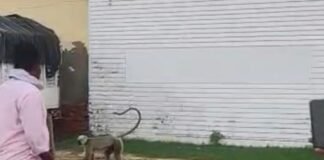 एक महीने से आतंक मचा रहा हमलावर लंगूर पकड़ा गया:सिद्धार्थनगर और महराजगंज की टीम ने किया रेस्क्यू, दो दर्जन से ज्यादा लोग घायल