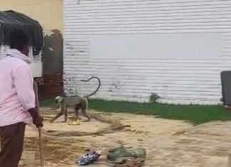 एक महीने से आतंक मचा रहा हमलावर लंगूर पकड़ा गया:सिद्धार्थनगर और महराजगंज की टीम ने किया रेस्क्यू, दो दर्जन से ज्यादा लोग घायल