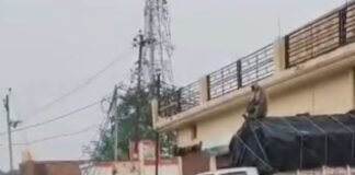 बहराइच में हमलावर लंगूर को वन विभाग ने पकड़ा:एक महीने से मचा रहा था आतंक, दो दर्जन से ज्यादा लोगों को किया था घायल