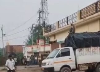 बहराइच में हमलावर लंगूर को वन विभाग ने पकड़ा:एक महीने से मचा रहा था आतंक, दो दर्जन से ज्यादा लोगों को किया था घायल