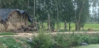 श्रावस्ती के निरहा गांव में तालाब से दुर्गंध और मच्छर:सोनवा थाना क्षेत्र में स्थानीय लोग परेशान, बच्चों के डूबने का डर