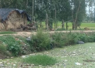 श्रावस्ती के निरहा गांव में तालाब से दुर्गंध और मच्छर:सोनवा थाना क्षेत्र में स्थानीय लोग परेशान, बच्चों के डूबने का डर