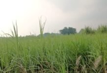 जलालपुर में जलभराव से गन्ने की फसल बर्बाद:किसानों को भारी नुकसान, निकासी न होने से बढ़ी परेशानी