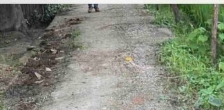 पैकोलिया दुधौरा में घटिया आरसीसी सड़क बनी, जगह-जगह उखड़ी:गिट्टी-मोरंग भी खराब, मोटाई भी कम होने से गुणवत्ता पर सवाल